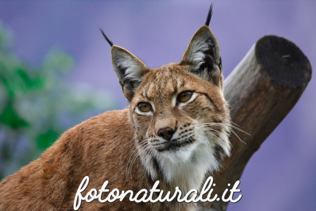 fotonaturali-lince-15a01