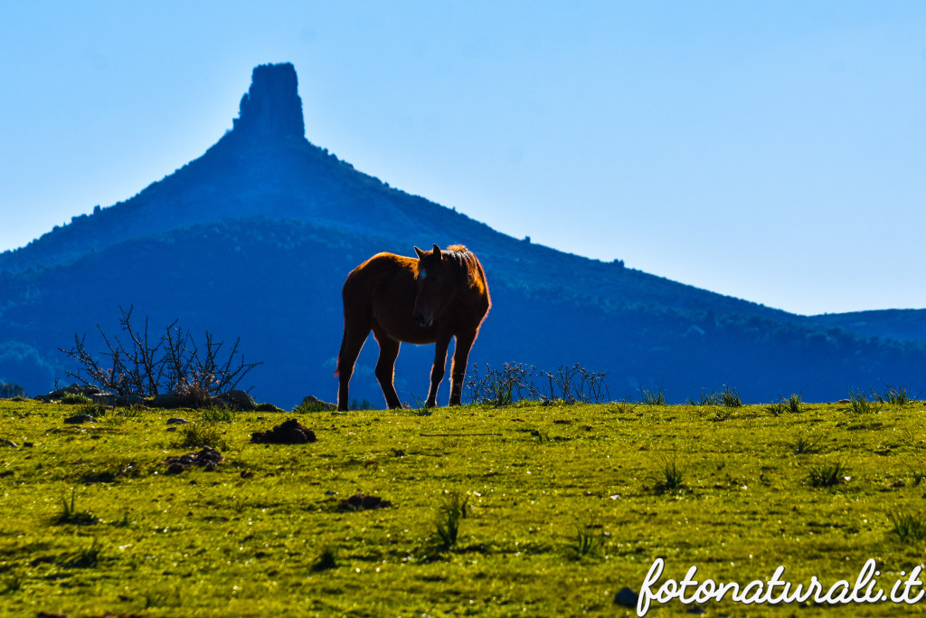 fotonaturali-altrianimalisardi-20a05