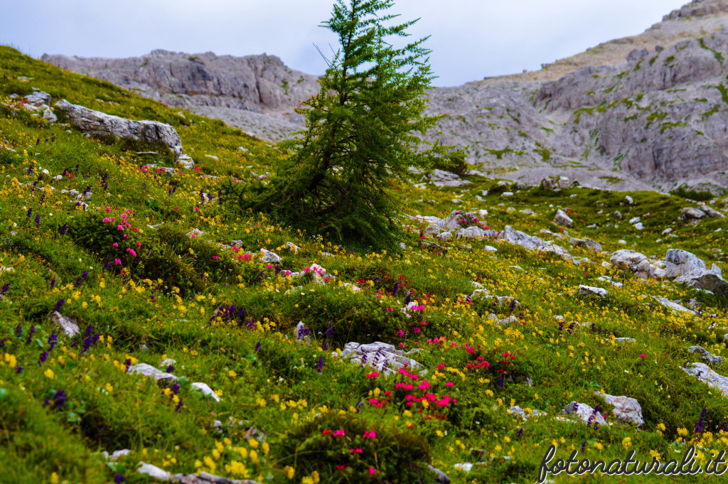 fotonaturali-dolomiti-20a02