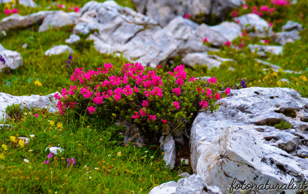 fotonaturali-dolomiti-20a03