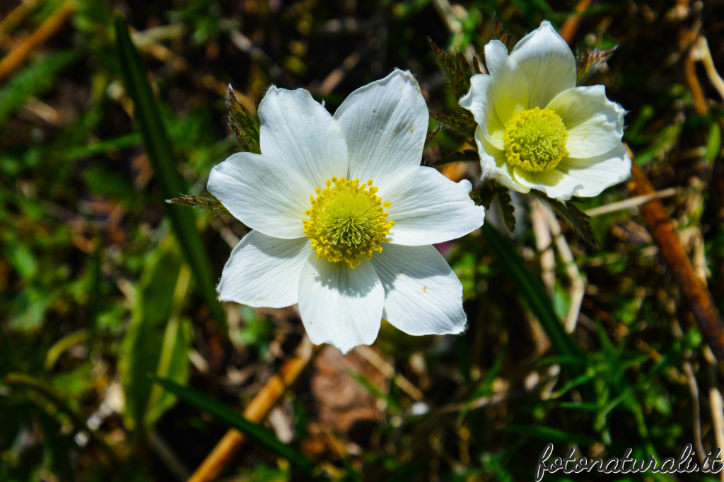 fotonaturali-fiori-20c01