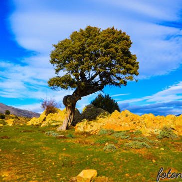 Natura Immensamente Amica